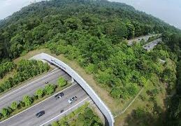 Kaziranga to get 34-km elevated corridor as cabinet approves highway expansion in Assam